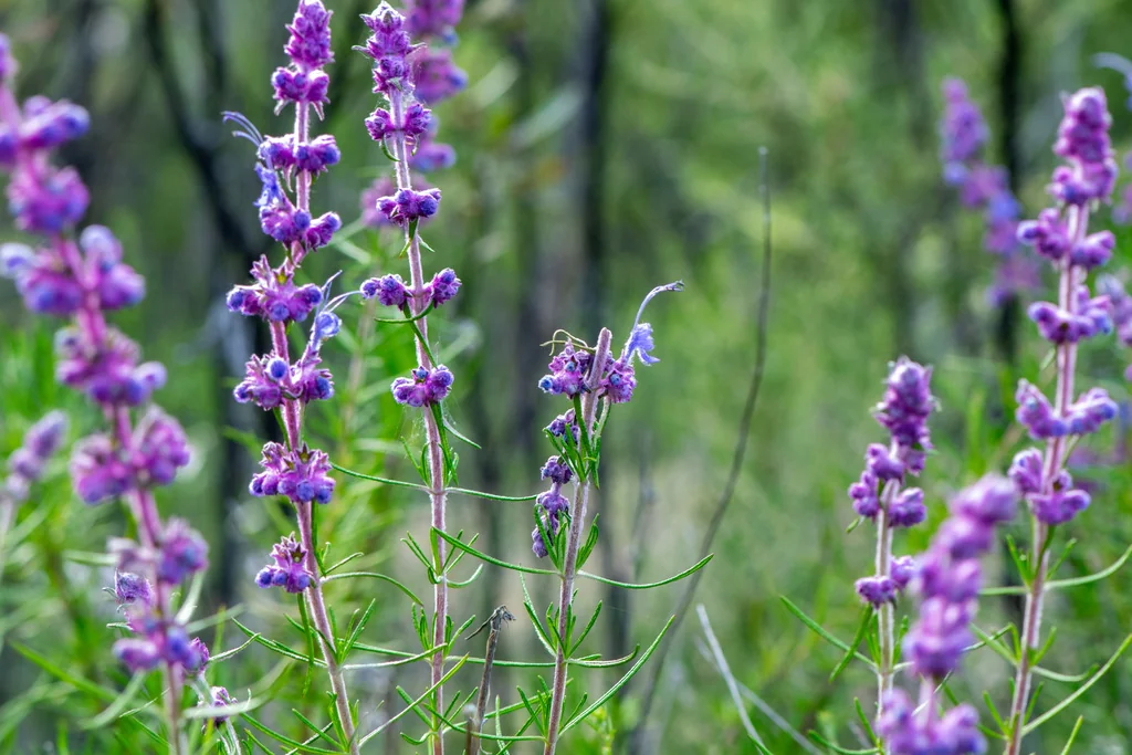 Trichostema Lanatum