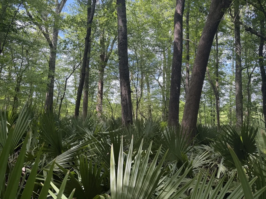 Sabal Minor