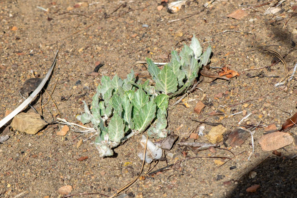 Asclepias Californica