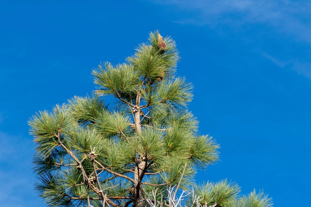 Pinus Coulteri