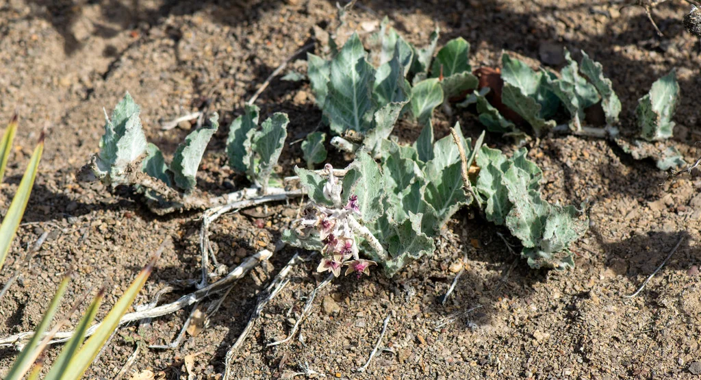 Asclepias Californica