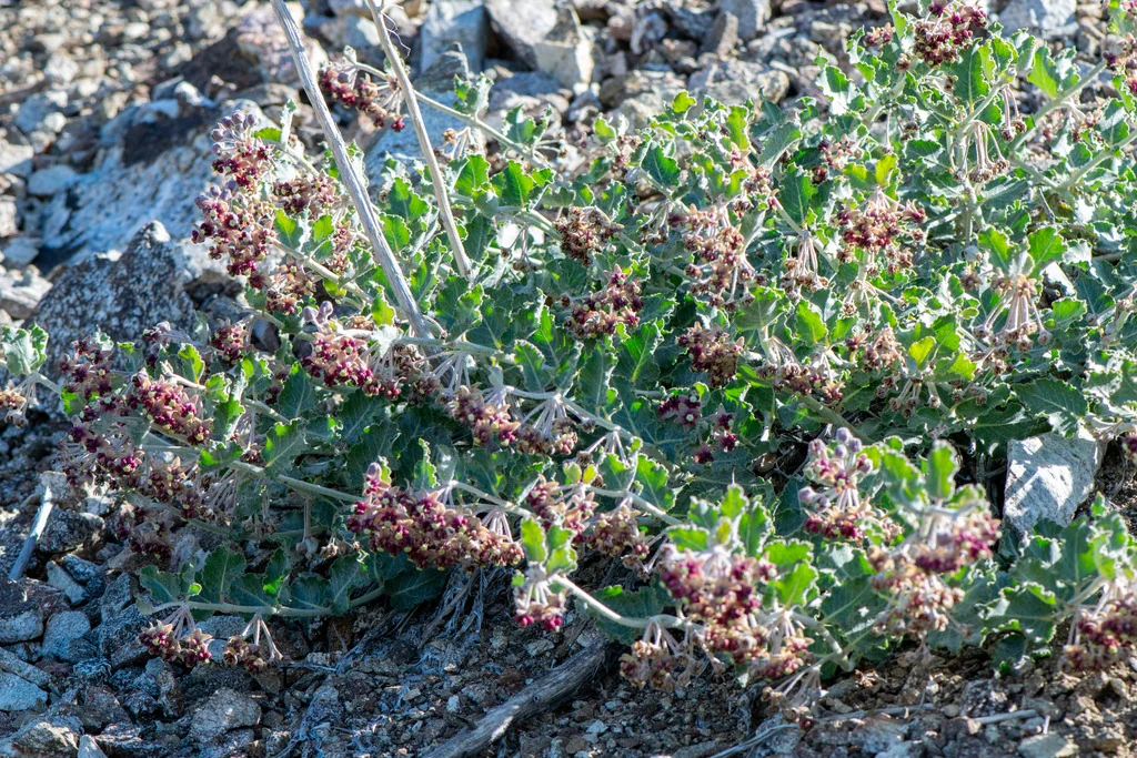Asclepias Californica