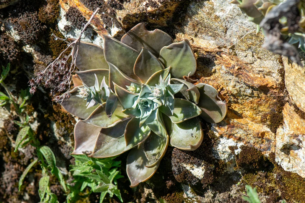 Dudleya Cymosa