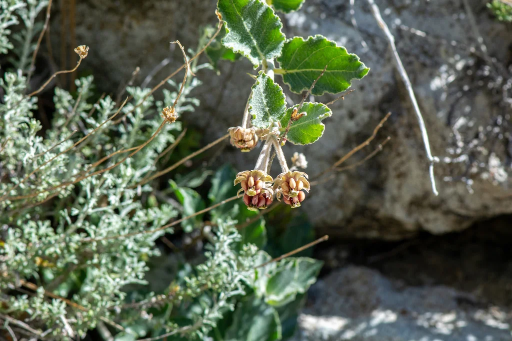 Asclepias Californica