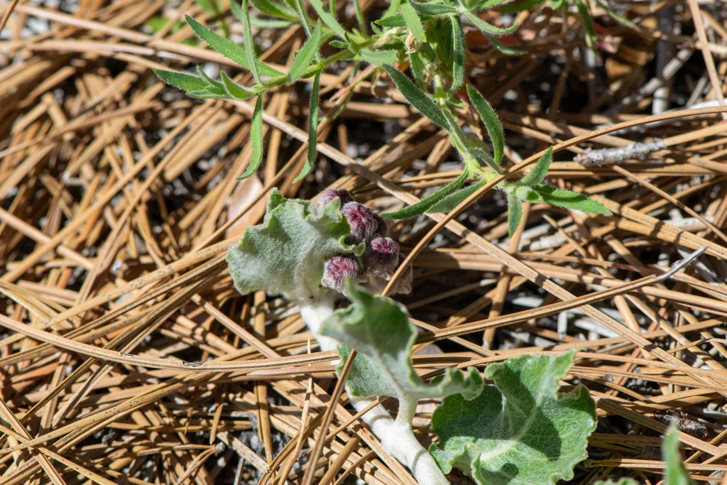 Asclepias Californica