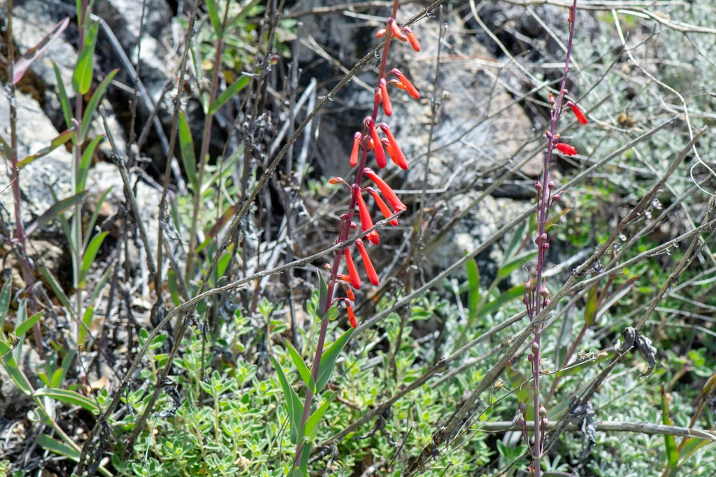 Penstemon Centranthifolius
