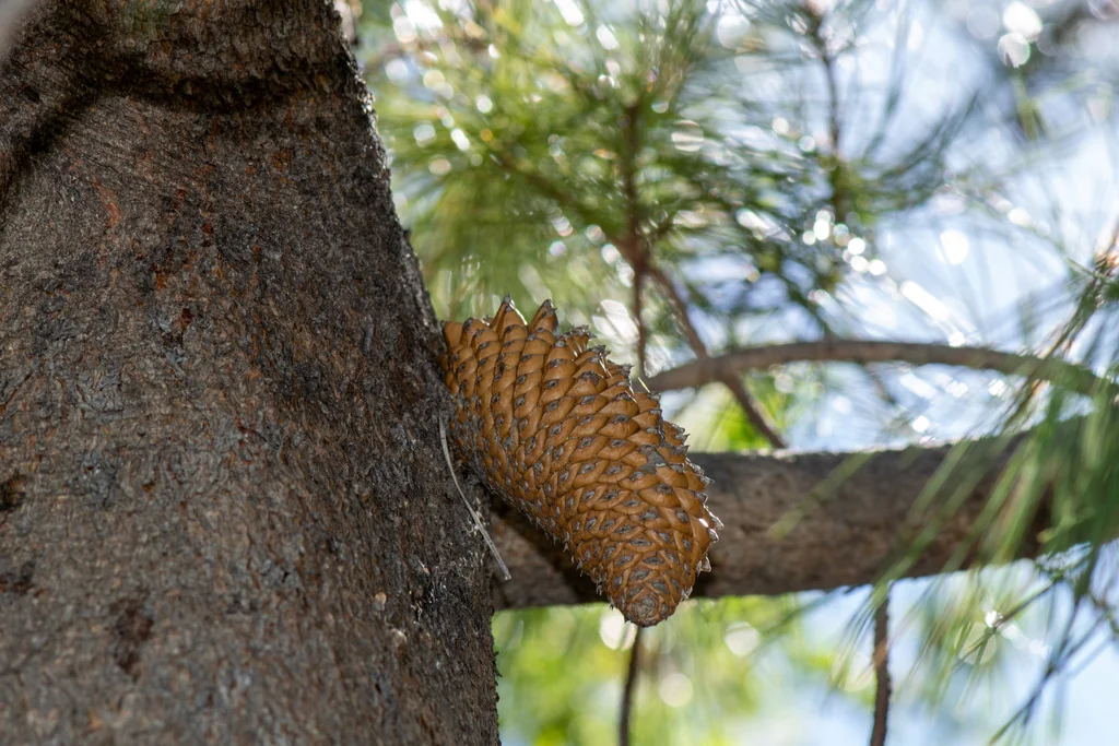 Pinus Attenuata