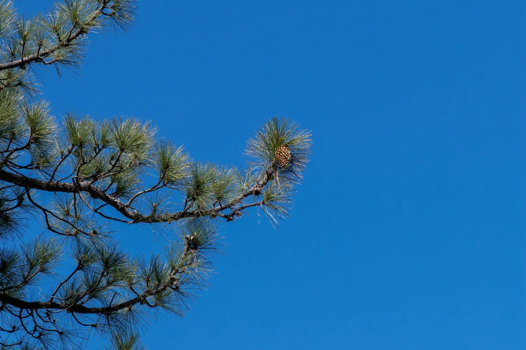 Pinus Coulteri
