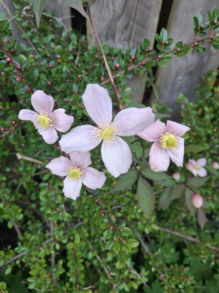 Clematis Montana