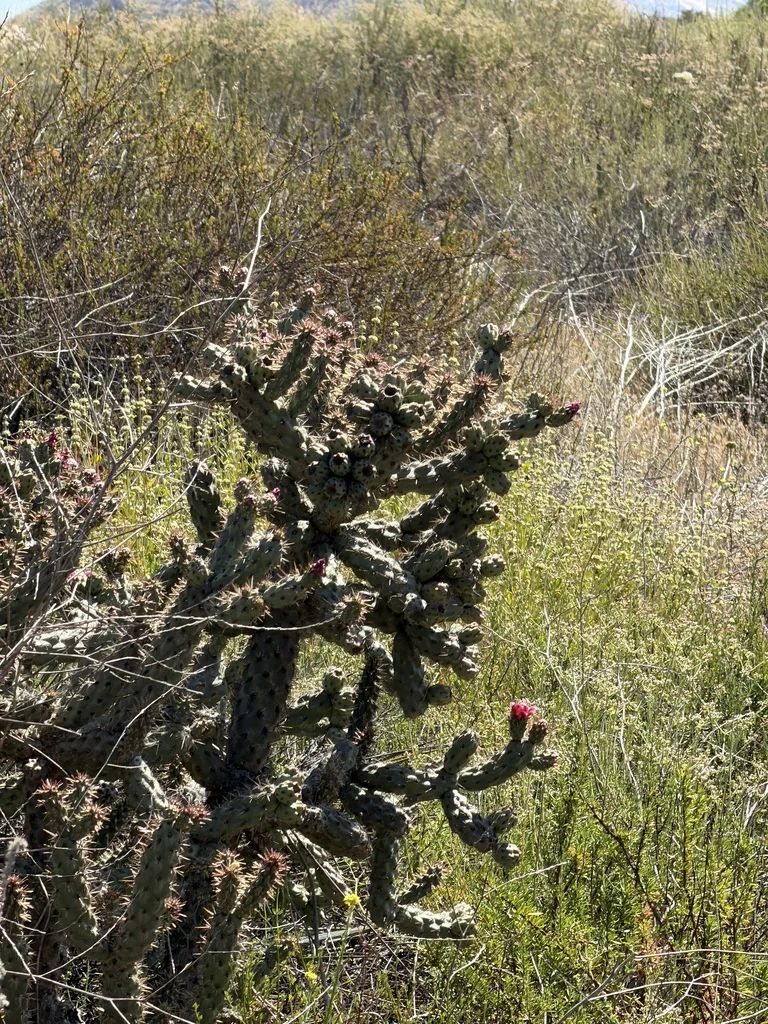 Cylindropuntia prolifera