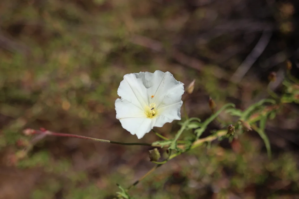 Calystegia Macrostegia