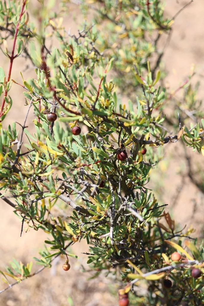 Cneoridium Dumosum