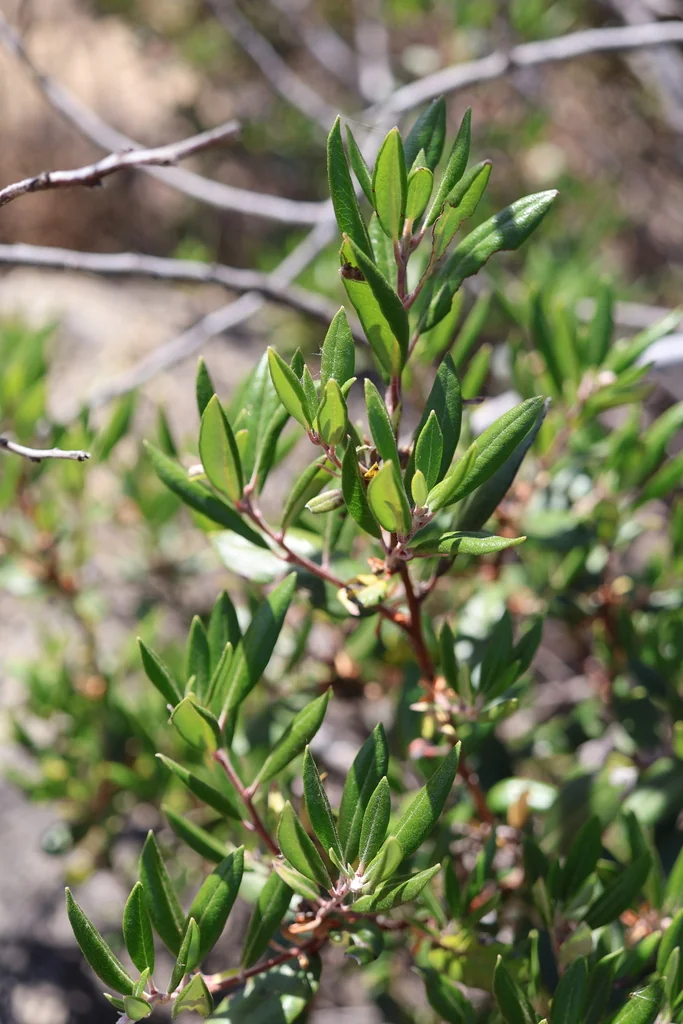 Xylococcus bicolor