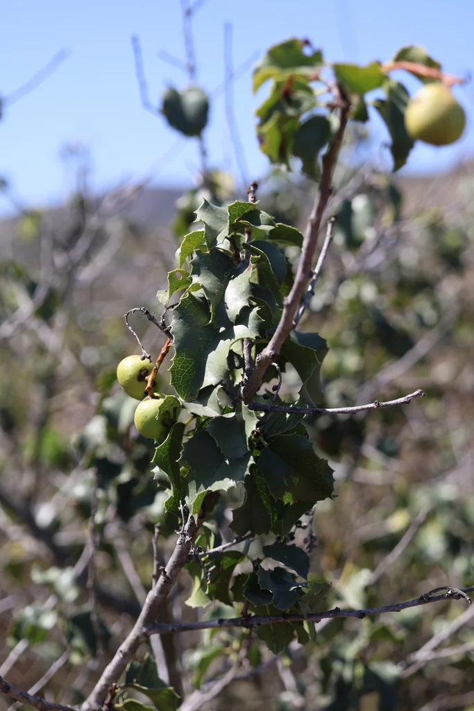 Prunus Ilicifolia Ssp. Ilicifolia