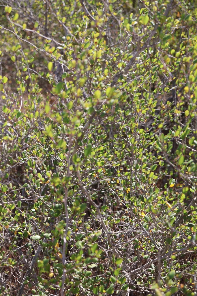 Cercocarpus Minutiflorus