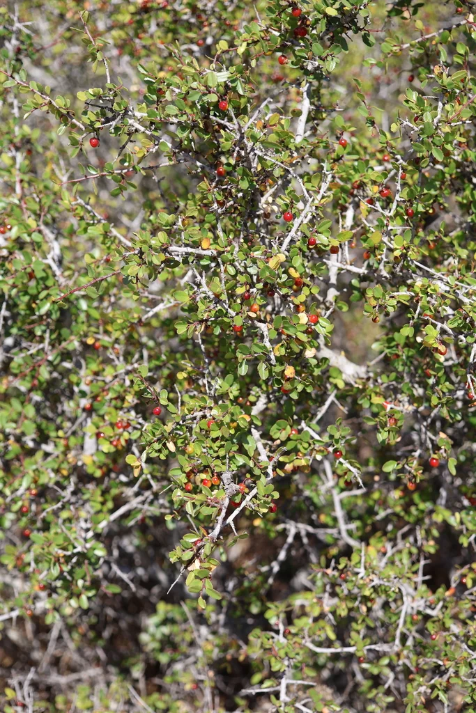 Rhamnus Crocea
