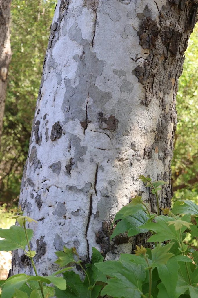 Platanus Racemosa
