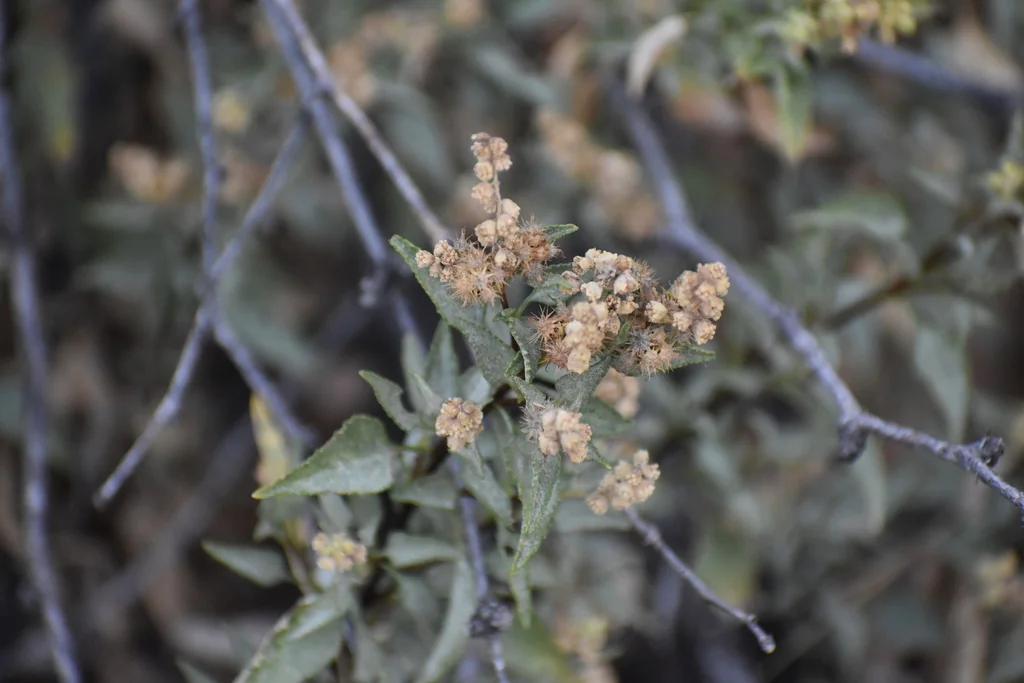 Ambrosia Deltoidea