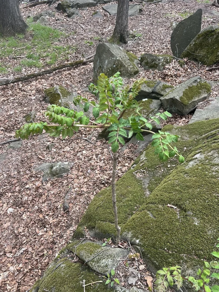 Aralia Elata