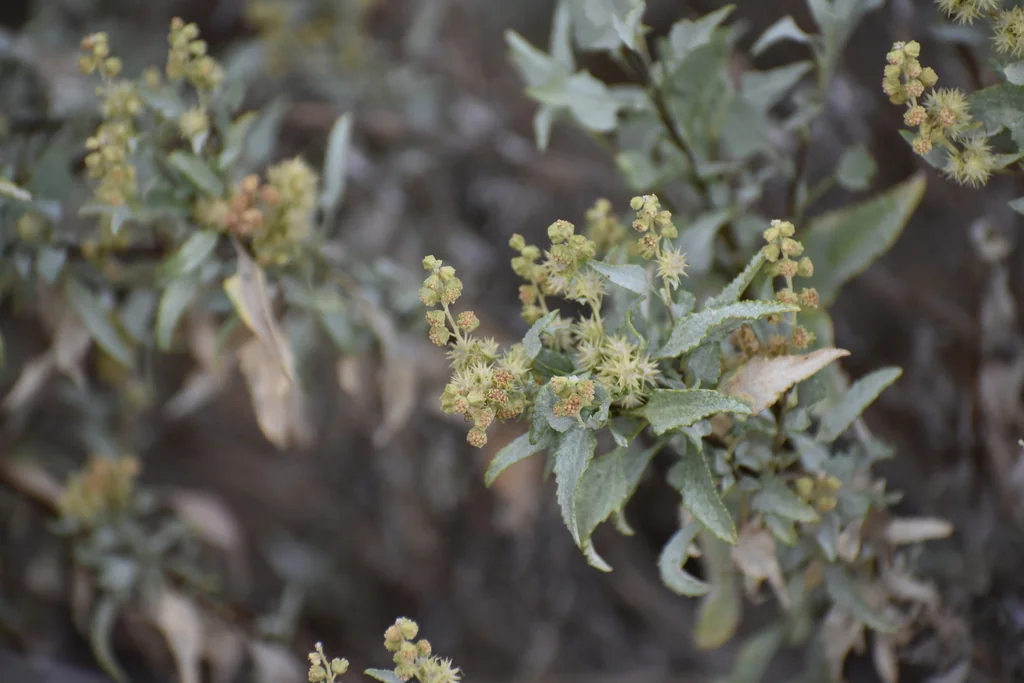 Ambrosia Deltoidea