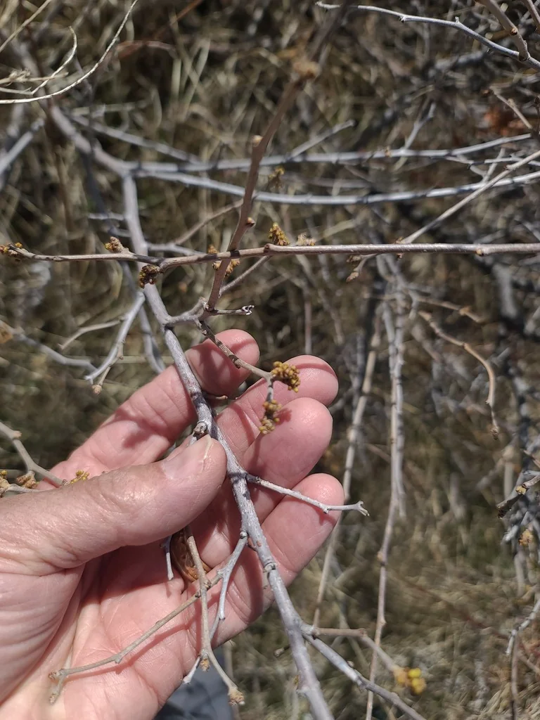 Rhus trilobata