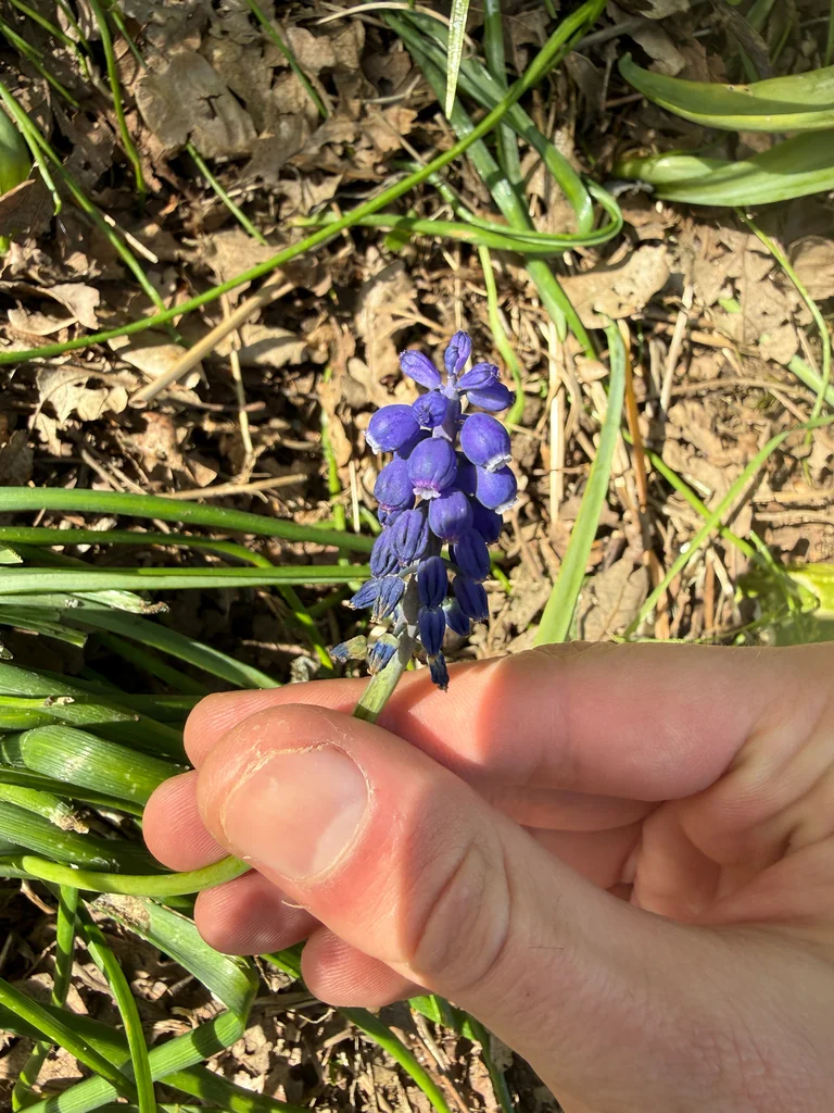 Muscari Armeniacum
