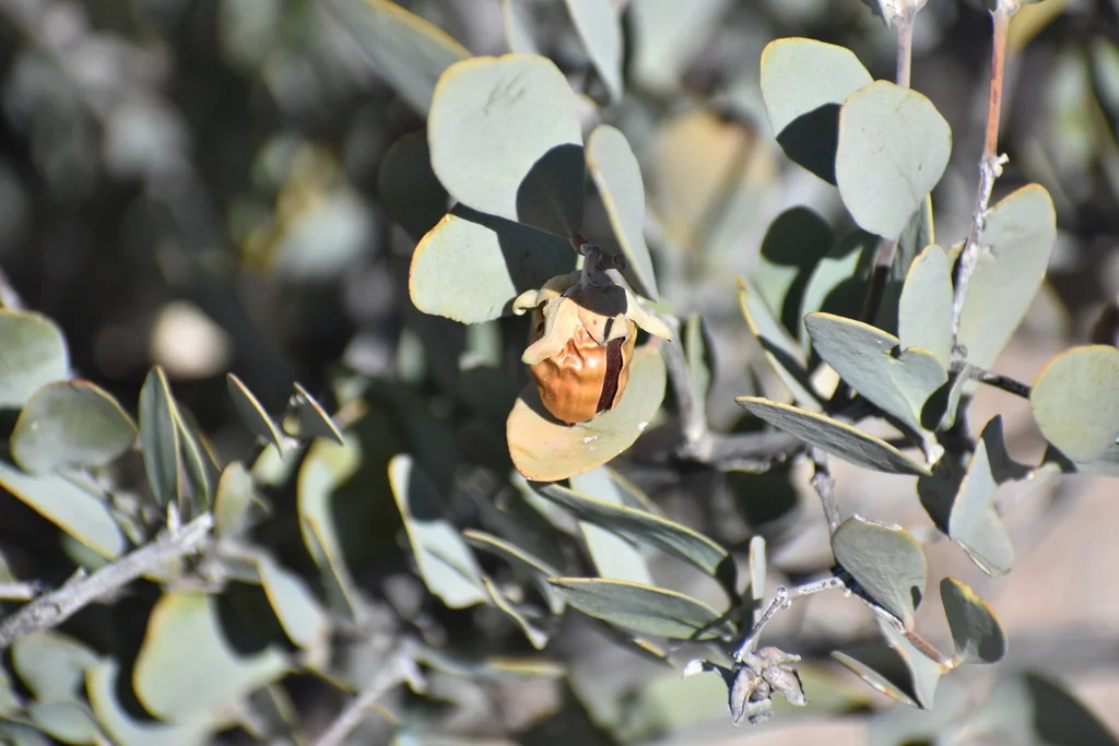 Simmondsia Chinensis
