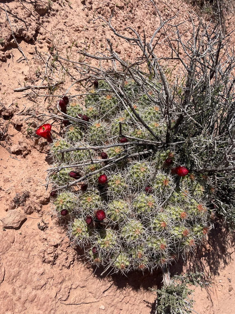 Echinocereus Triglochidiatus