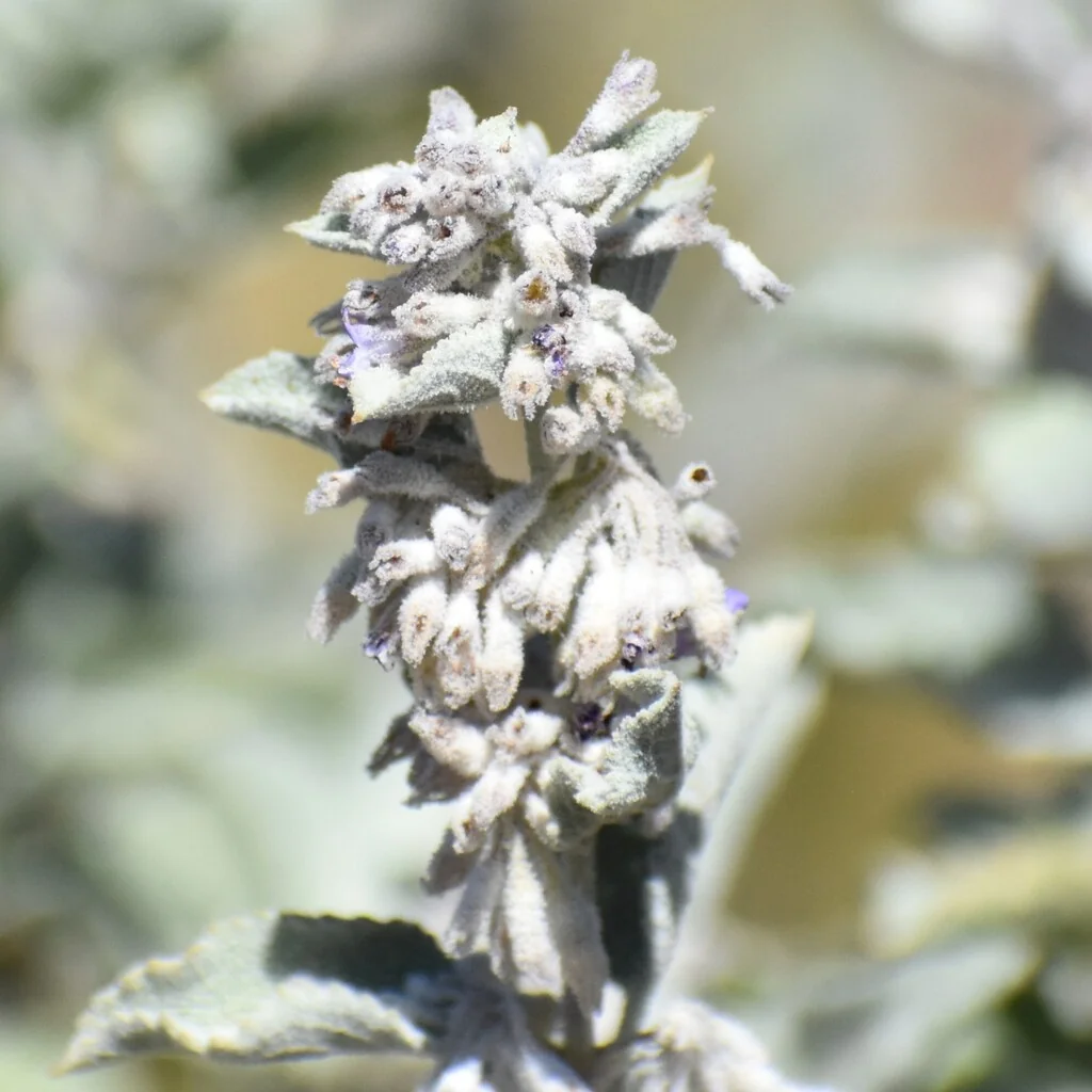 Hyptis Emoryi