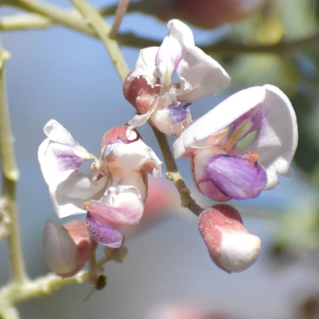 Olneya Tesota