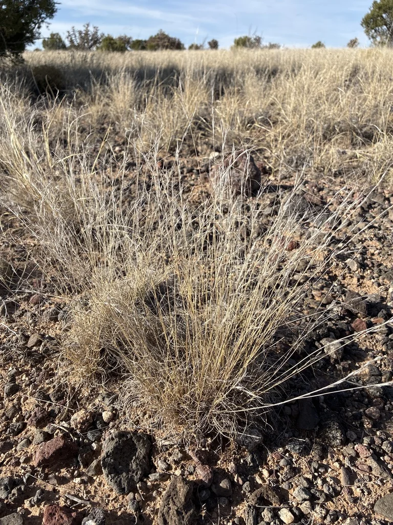 Aristida Purpurea