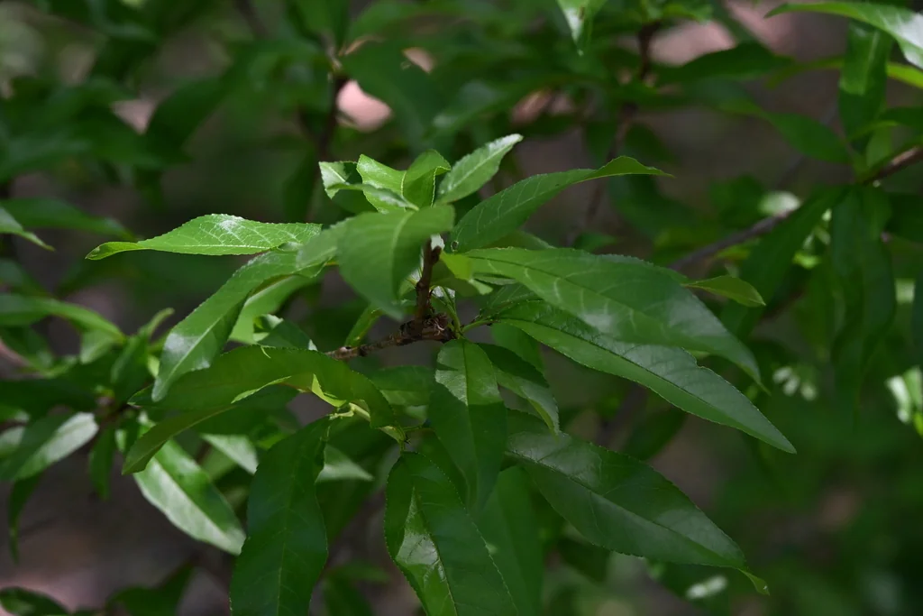 Prunus Persica