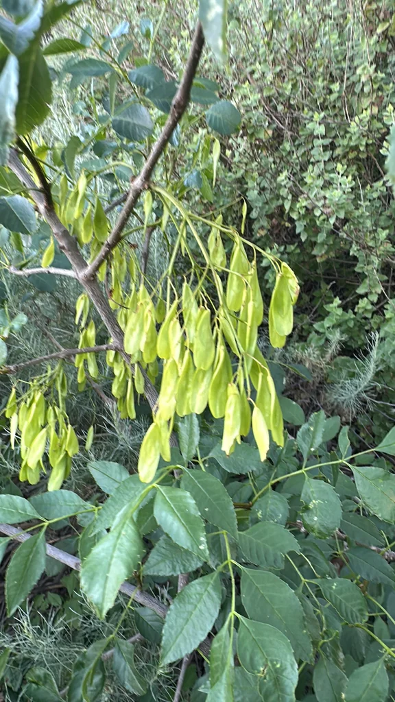 Fraxinus Dipetala