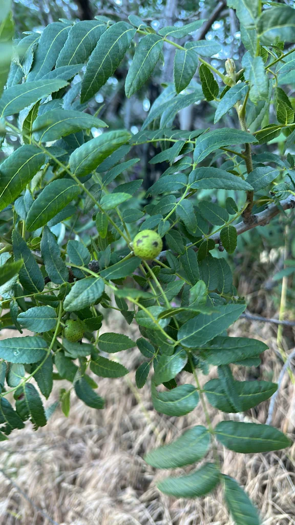 Juglans Californica