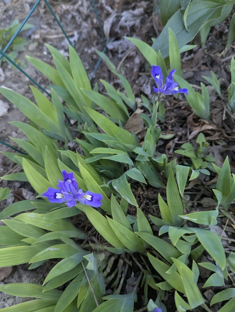 Iris Cristata
