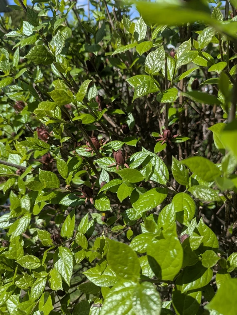Calycanthus Floridus