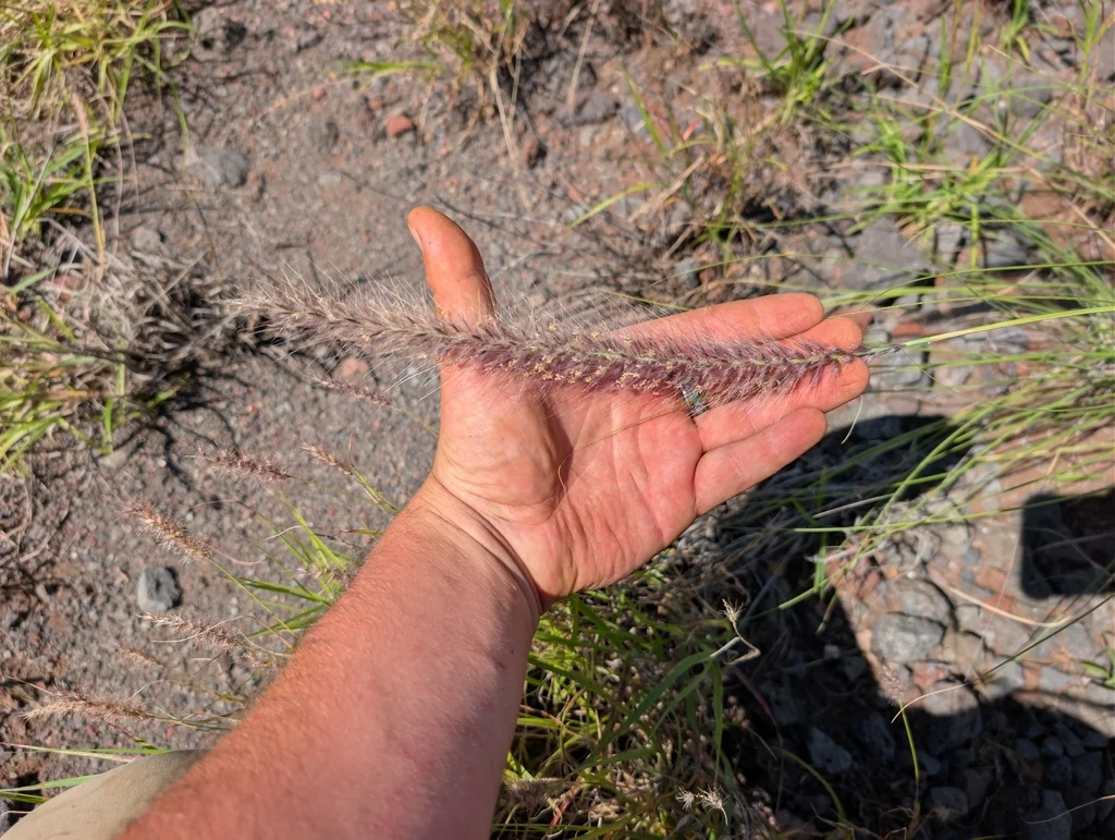 Pennisetum Setaceum