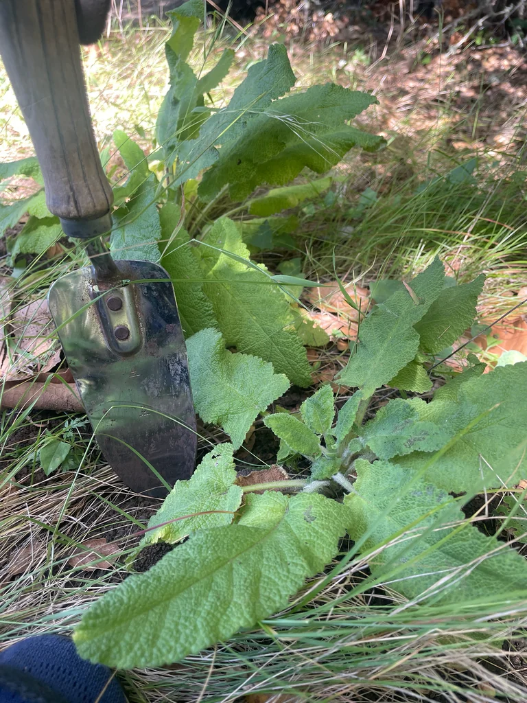 Salvia Spathacea