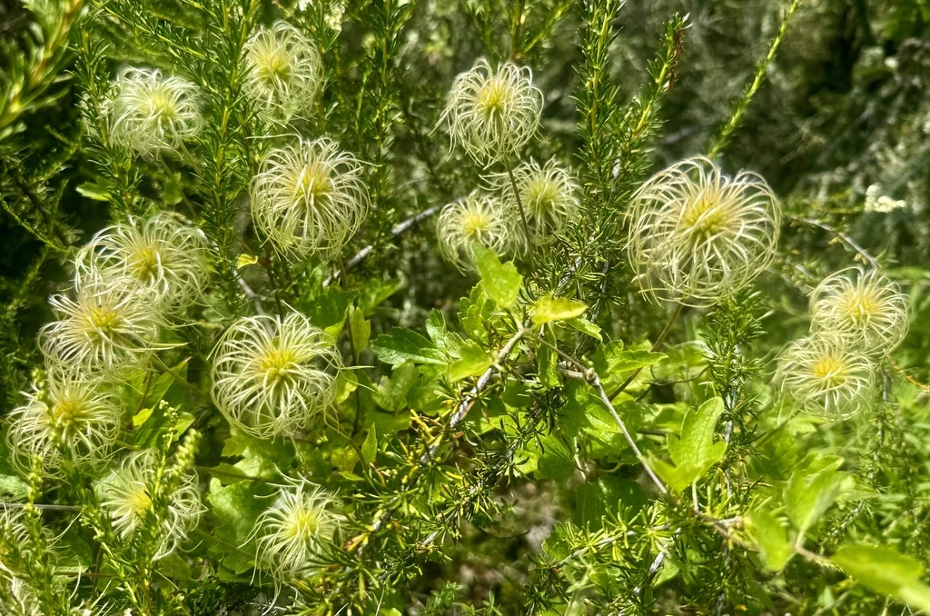 Clematis Lasiantha