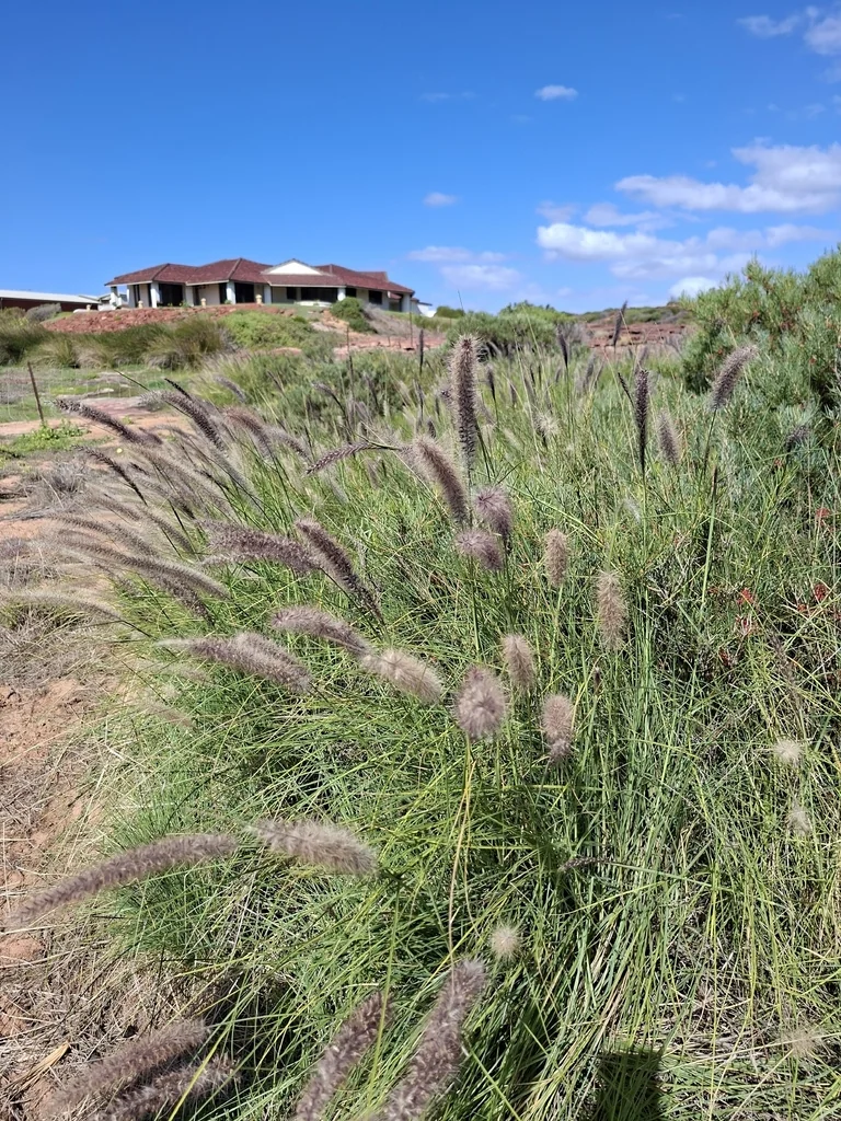 Pennisetum Setaceum