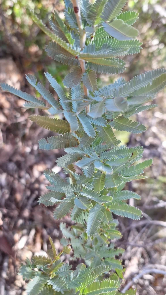 Acacia Baileyana