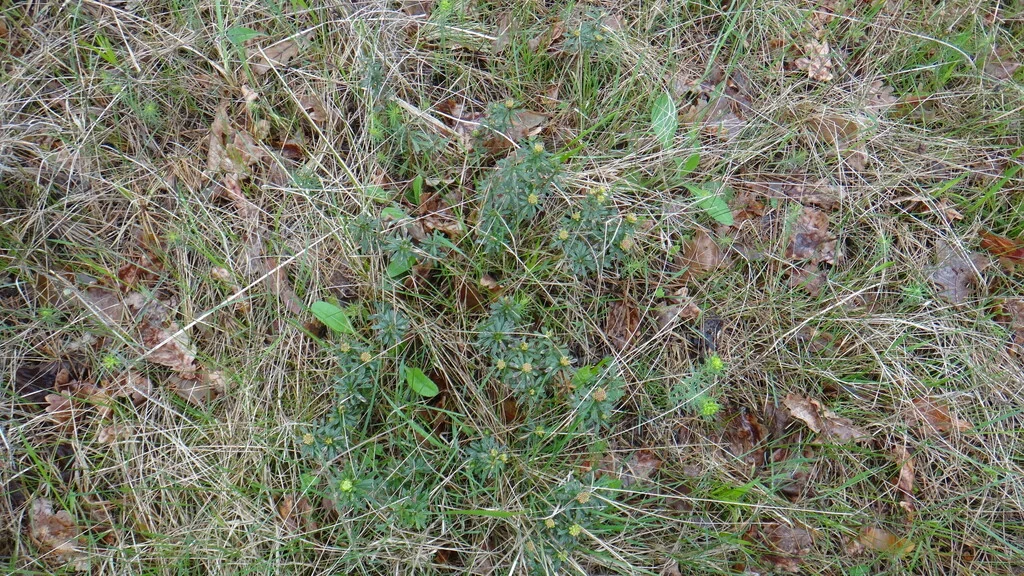 Daphne Cneorum
