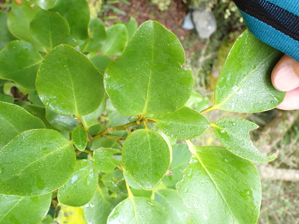 Griselinia Littoralis