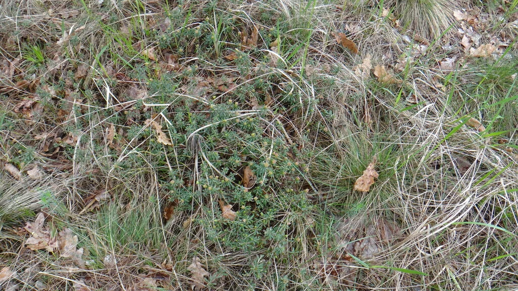 Daphne Cneorum