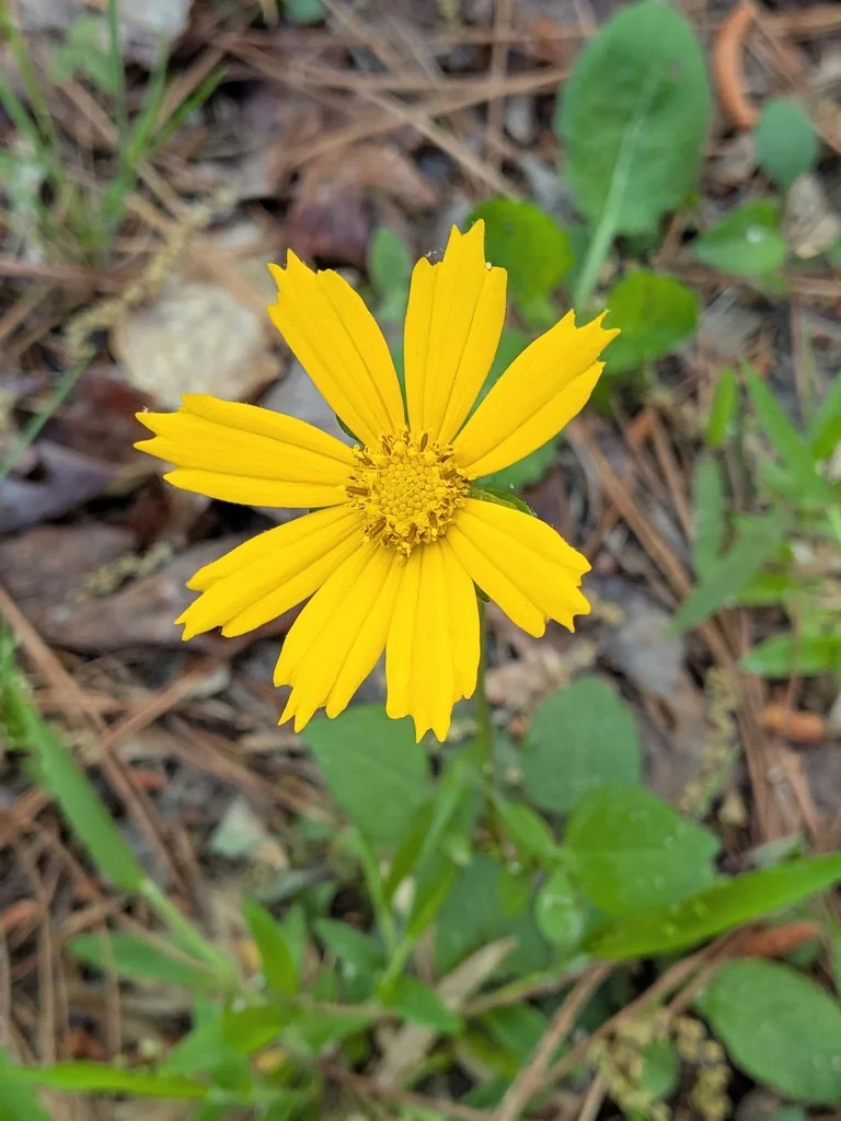 Coreopsis Auriculata
