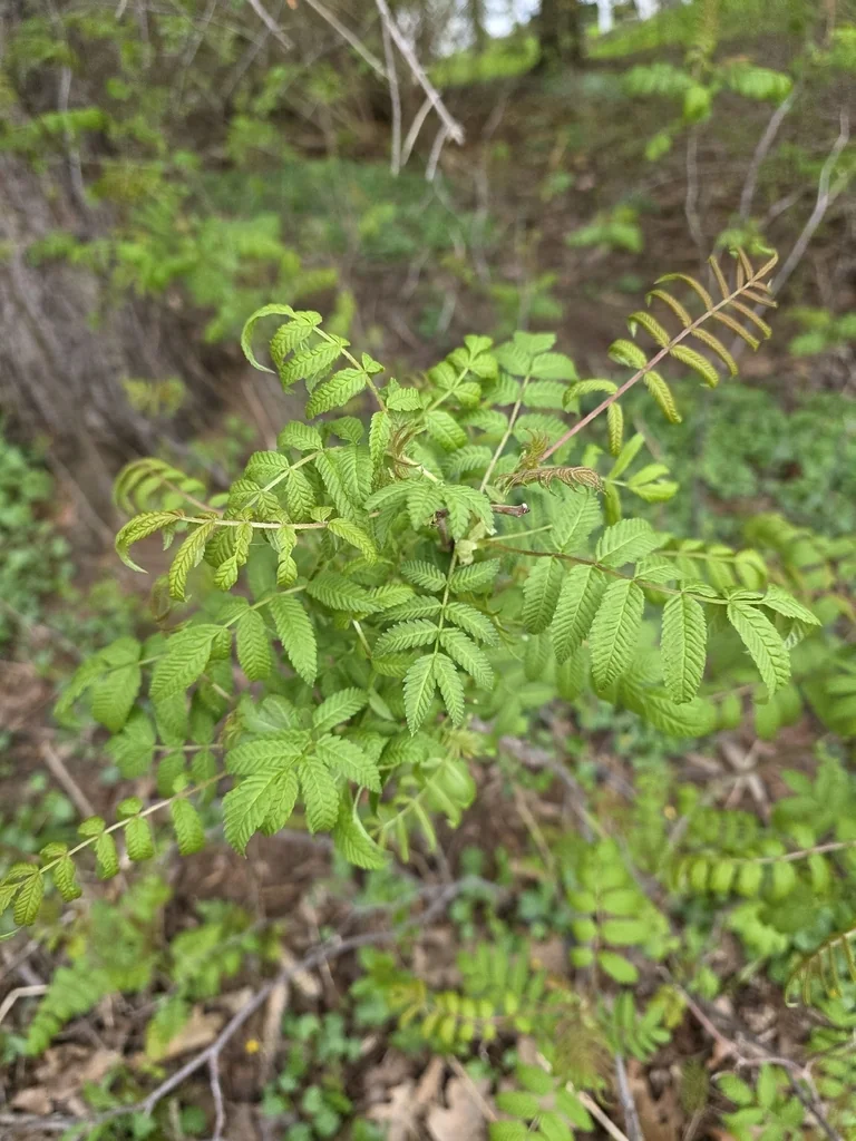 Sorbaria Sorbifolia