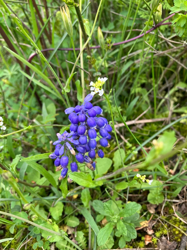 Muscari Armeniacum