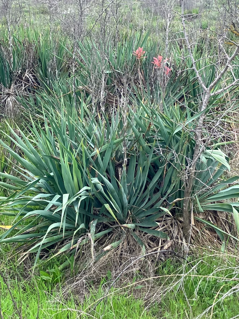 Yucca Gloriosa