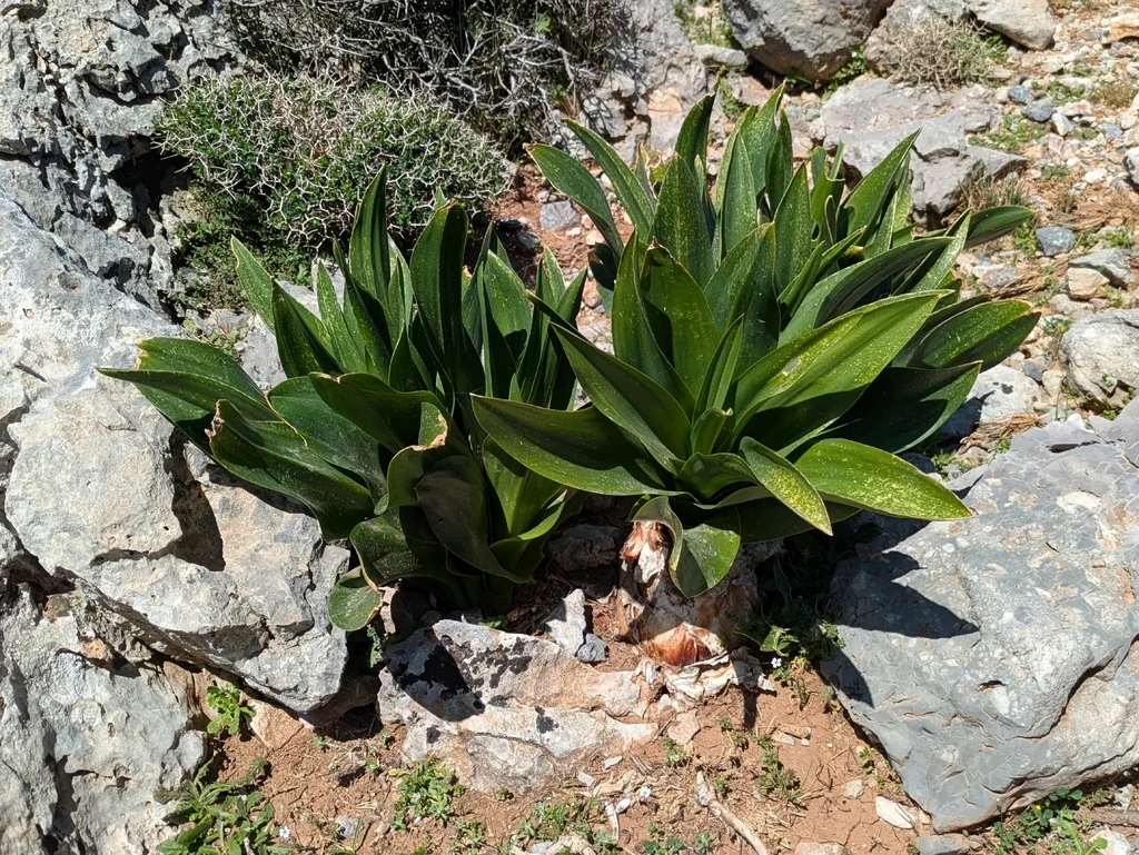 Drimia maritima