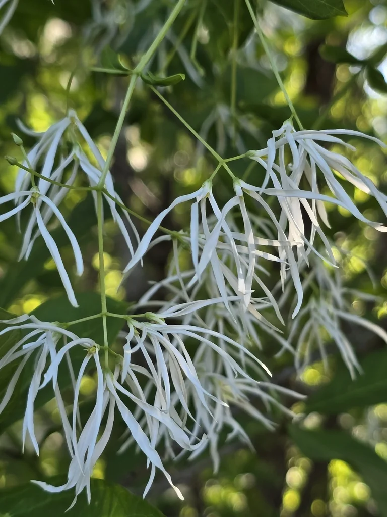 Chionanthus Virginicus